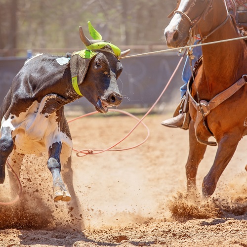 Horse Racing FAQs